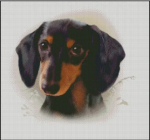 (image for) Black and Tan Dachshund